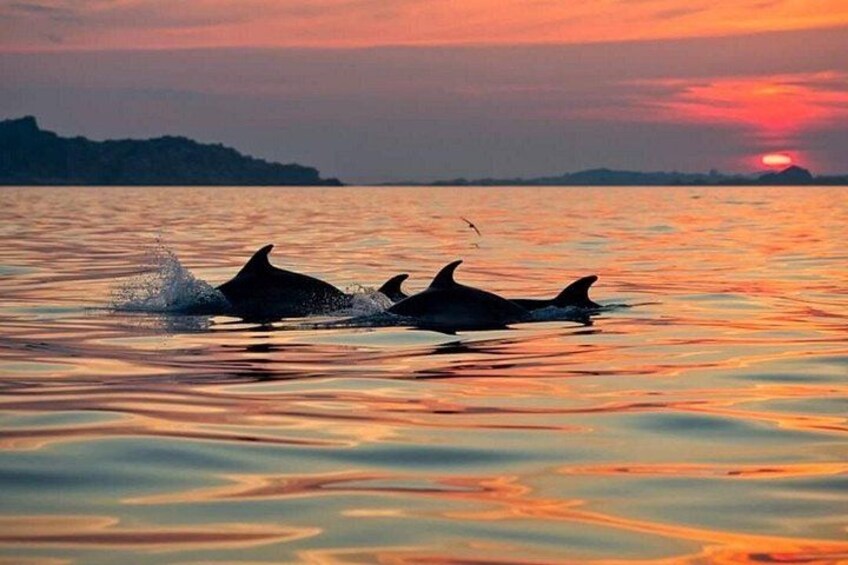 Dolphin Watching Tour with Snorkeling from Olbia 2
