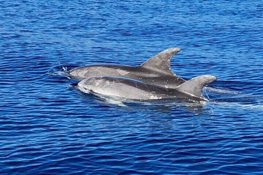 Dos delfines nadando en aguas azules. 5