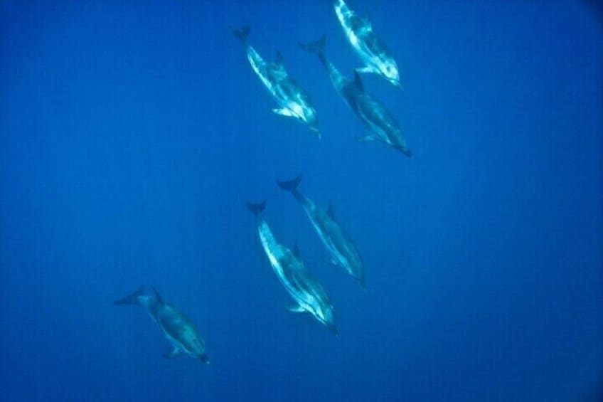 Un grupo de delfines nadando en el océano. 3