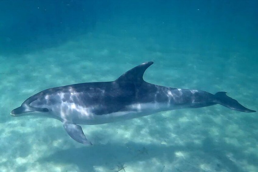 Ein Delfin schwimmt in klarem, blauem Wasser. 3