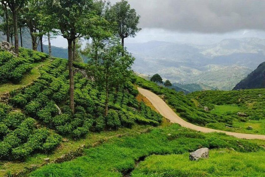 Tea Experience Tour in Haputale with Lunch at a Village house 4