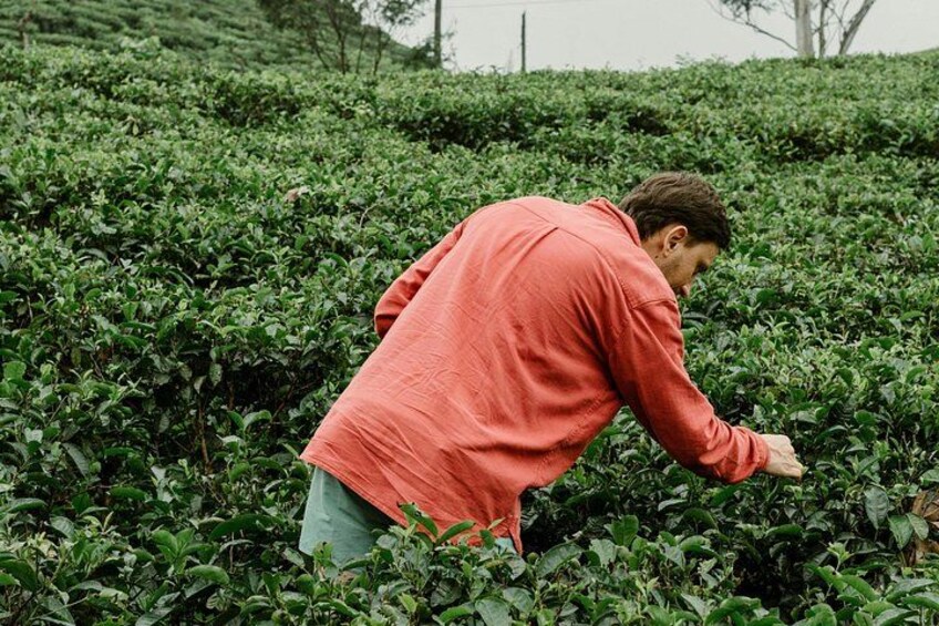 Tea Experience Tour in Haputale with Lunch at a Village house 2