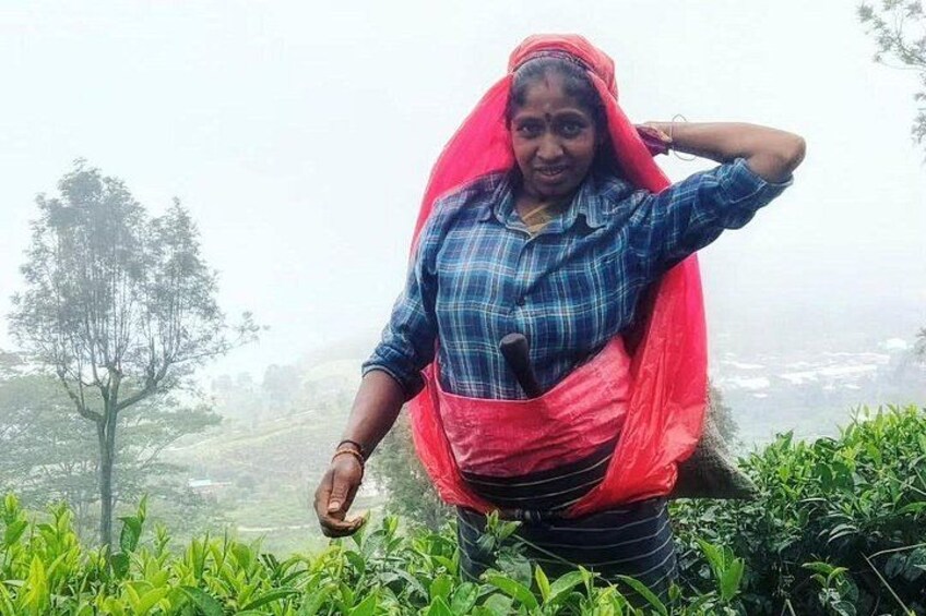 Tea Experience Tour in Haputale with Lunch at a Village house 5
