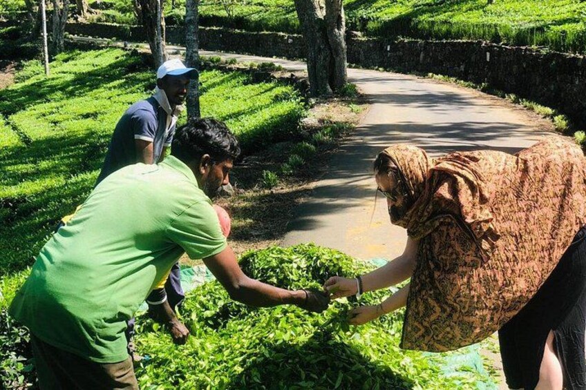 Tea Experience Tour in Haputale with Lunch at a Village house 3