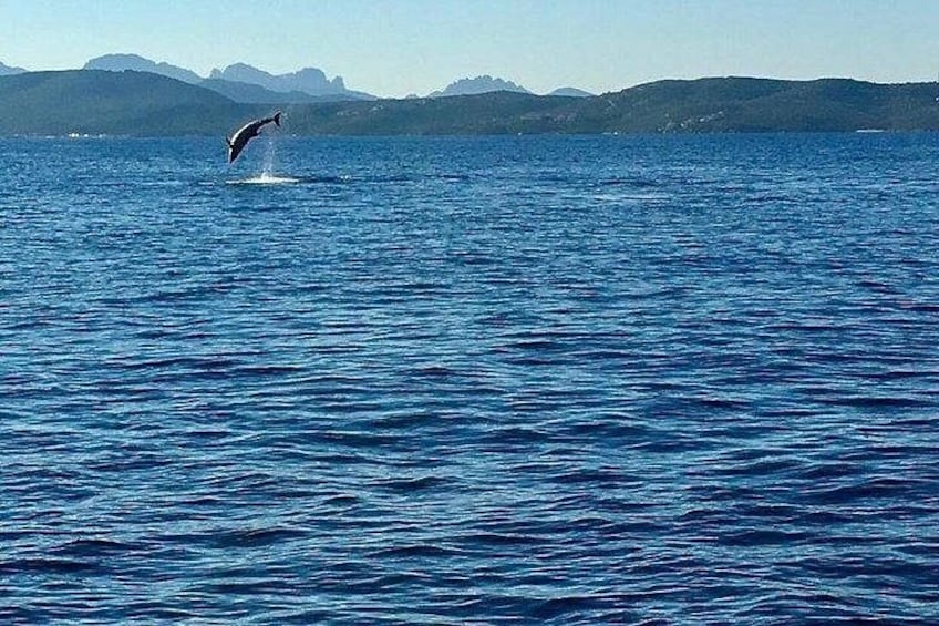 Dolphin Watching Tour - from Golfo Aranci 2