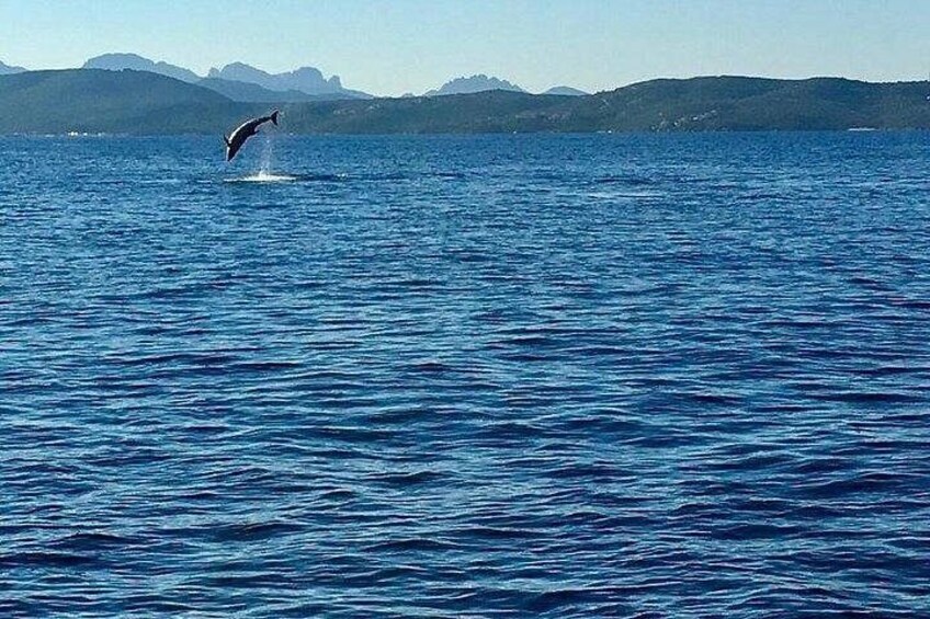 Dolphin Watching Tour - from Golfo Aranci 2