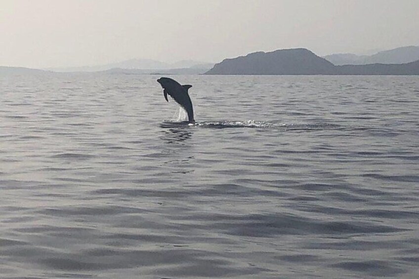 Dolphin Watching Tour - from Golfo Aranci 2
