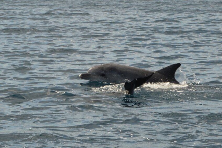 Dolphin Watching Tour - from Golfo Aranci 3