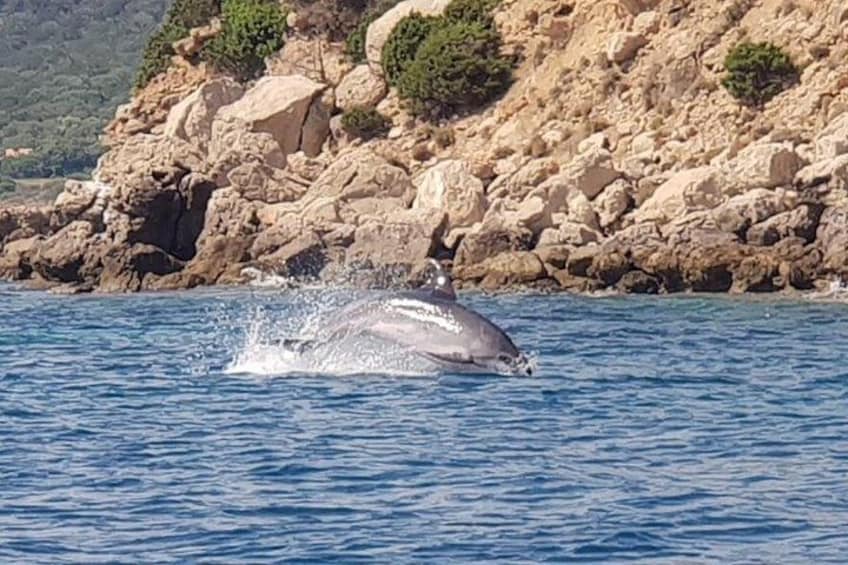 Dolphin Watching Tour - from Golfo Aranci 4