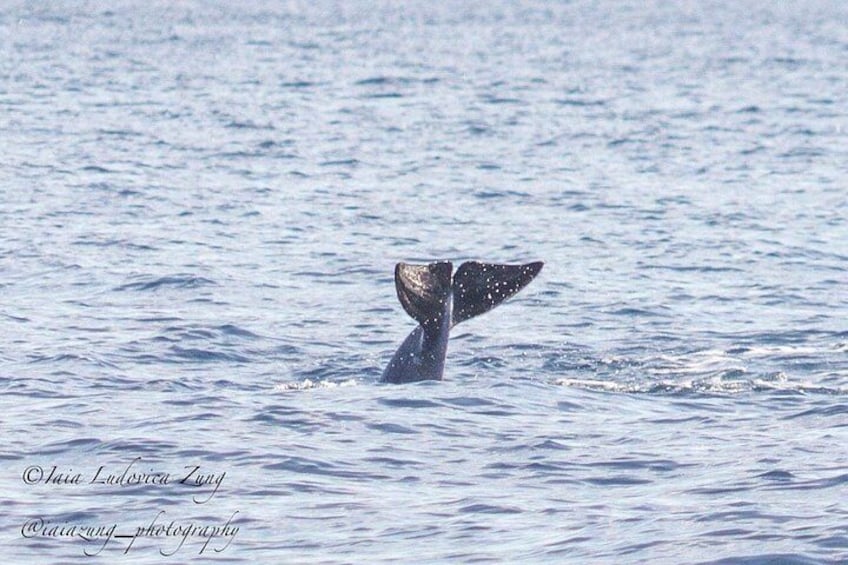 Dolphin Watching Tour - from Golfo Aranci 2