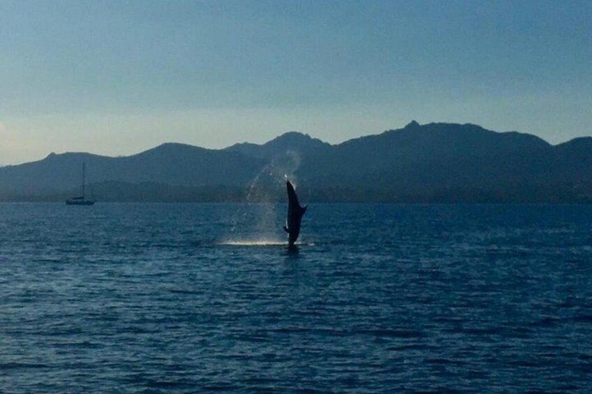 Dolphin Watching Tour - from Golfo Aranci 3