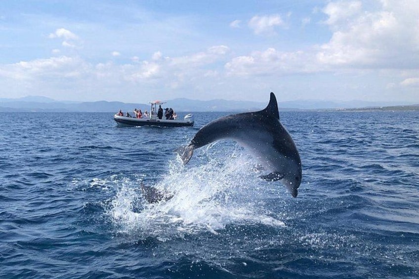 Dolphin Watching Tour - from Golfo Aranci 2