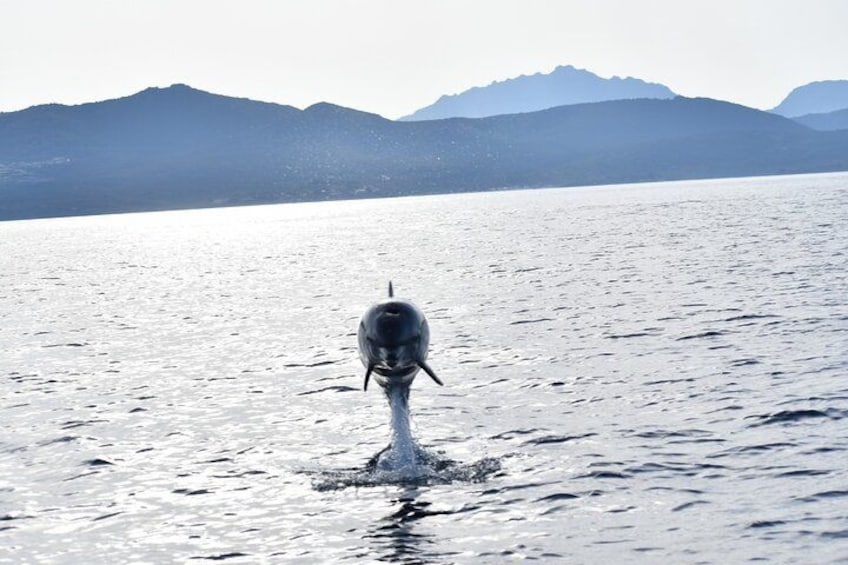 Dolphin Watching Tour - from Golfo Aranci 2