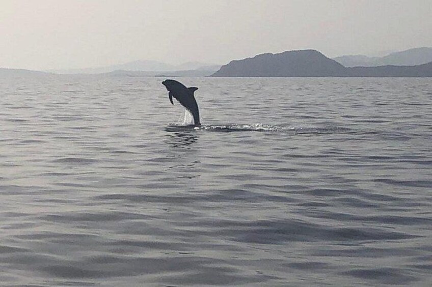 Dolphin Watching Tour - from Golfo Aranci 2
