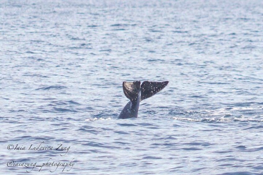 La coda di una balena che emerge dall'acqua. 3