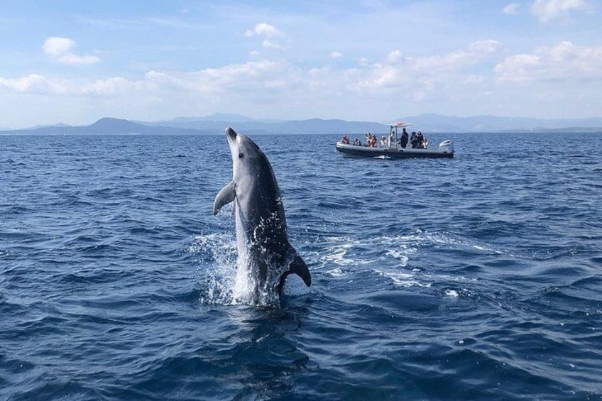 Dolphin Watching Tour - from Golfo Aranci 2