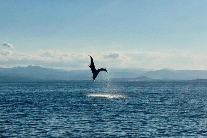 Dolphin Watching Tour - from Golfo Aranci 4