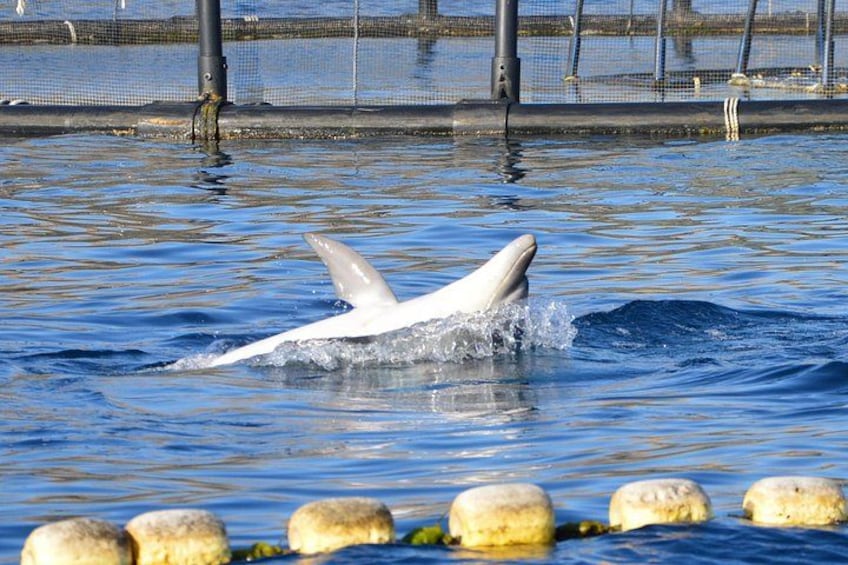 Dolphin Watching Tour - from Golfo Aranci 3