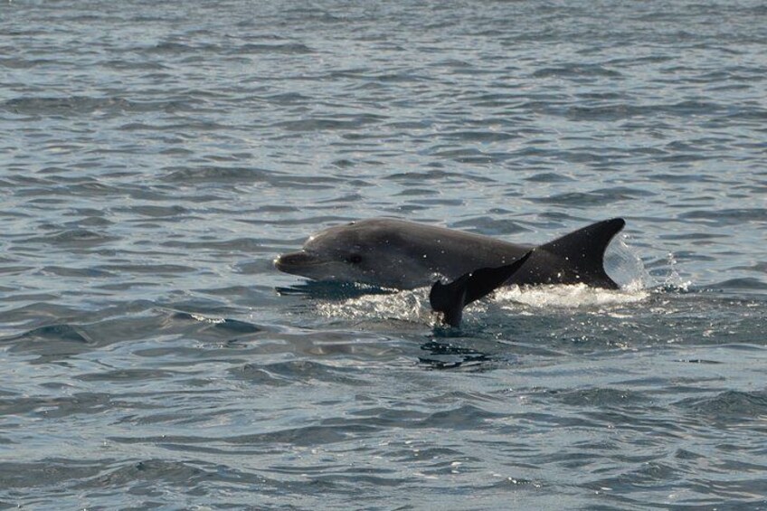 Dolphin Watching Tour - from Golfo Aranci 3