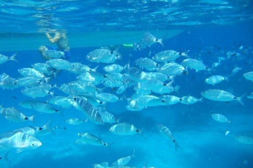 Snorkeling marine protected area Tavolara 1