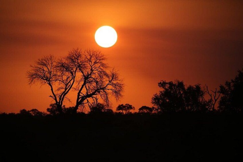 Full-Day Safari in Kruger National Park from Johannesburg 3