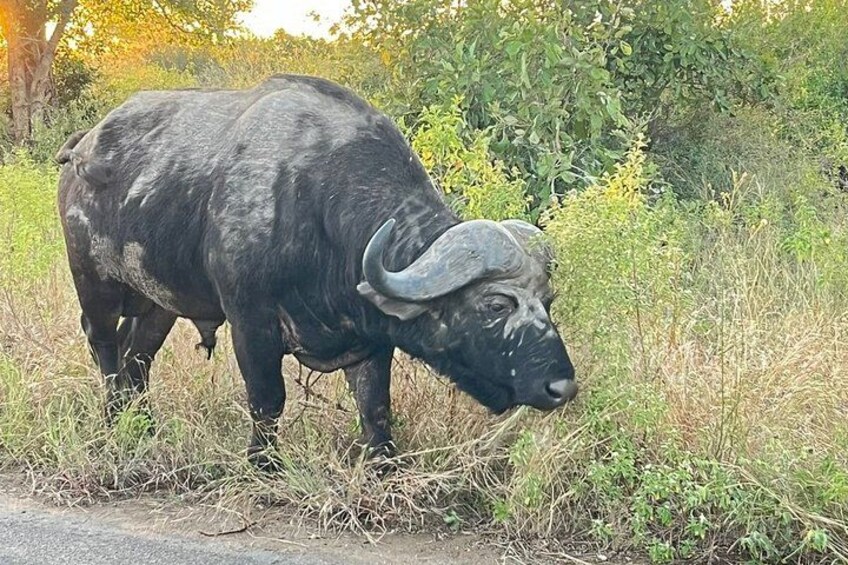 Full-Day Safari in Kruger National Park from Johannesburg 2