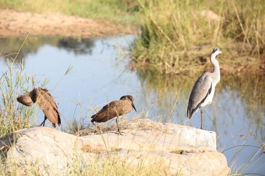 Full-Day Safari in Kruger National Park from Johannesburg 5