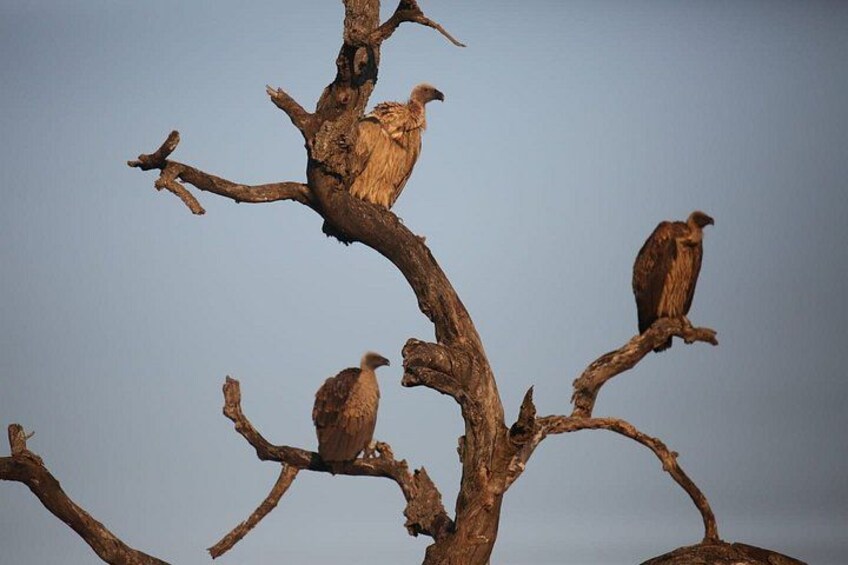 Full-Day Safari in Kruger National Park from Johannesburg 4