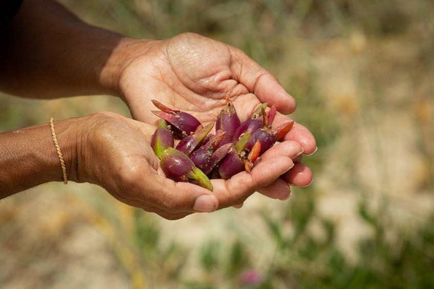Cape Byron Aboriginal Tour 3