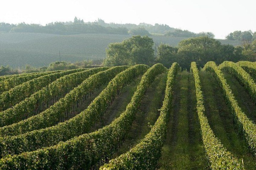 EBike tour with organic wine tasting 2