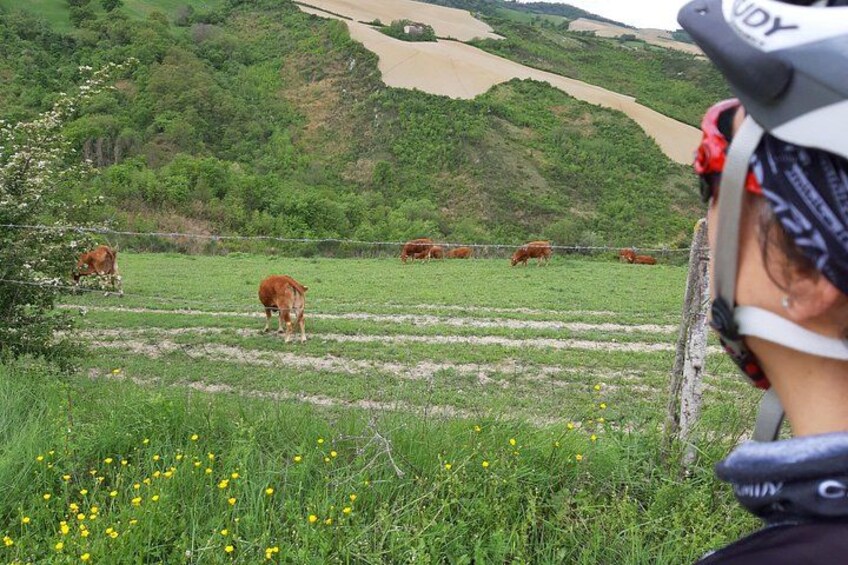 EBike tour with organic wine tasting 2