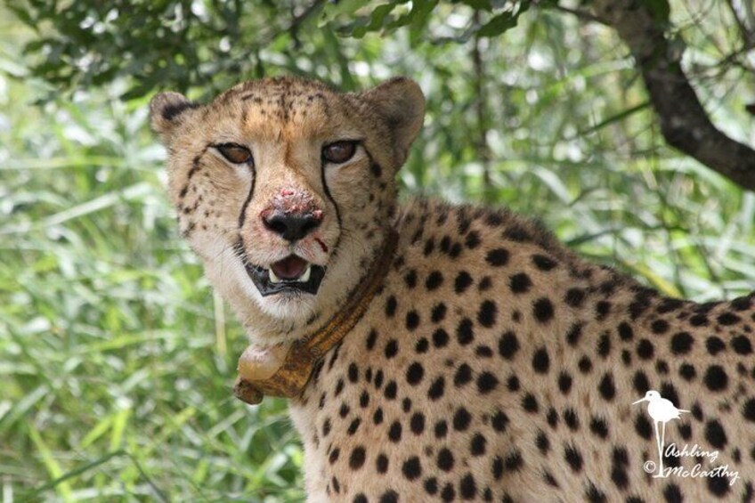 The Ann van Dyk Cheetah Guided Tour 