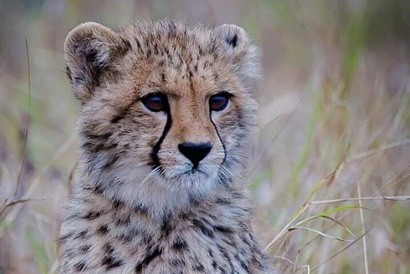 The Ann van Dyk Cheetah Guided Tour 