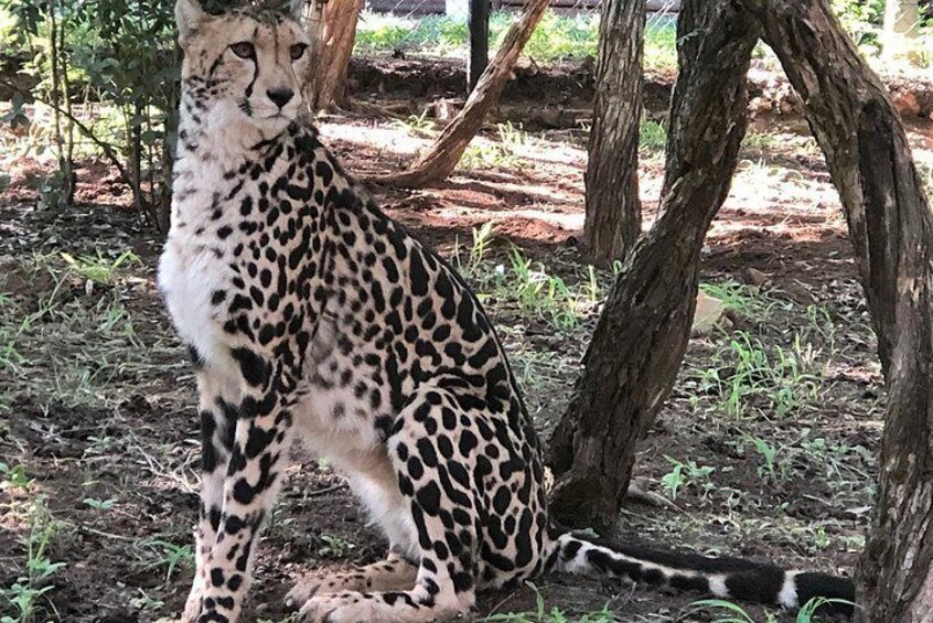 The Ann van Dyk Cheetah Guided Tour