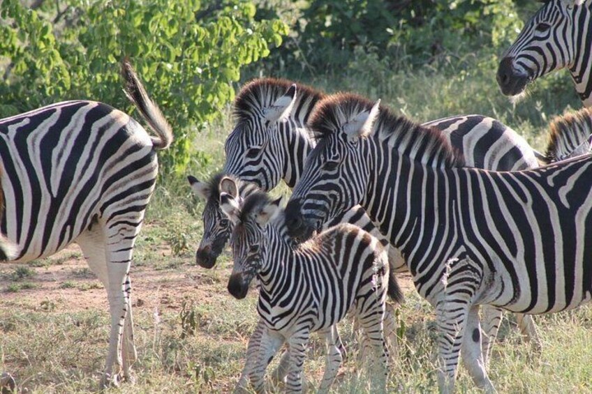 Zebras in a grassy field with trees in the background. 2