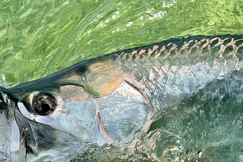Golden Glare Fishing Charter with Experienced Captain 4