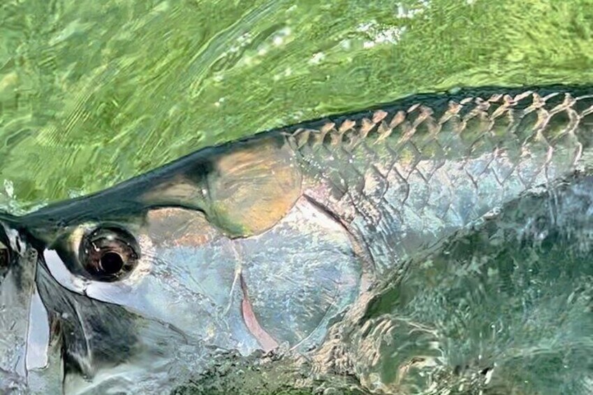 A fish with scales and fins. 4