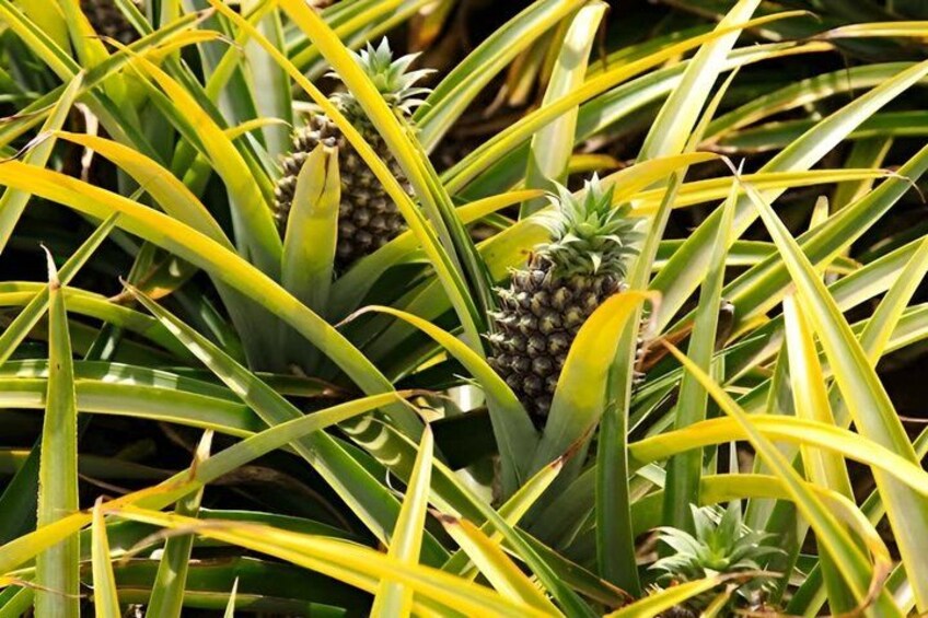 Un gros plan d’un ananas entouré de feuilles vertes. 5