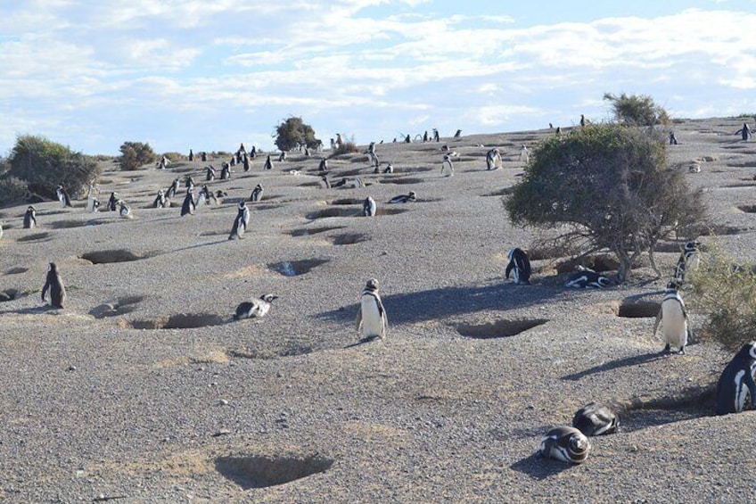 Punta Tombo Tour, the Penguin Experience 4