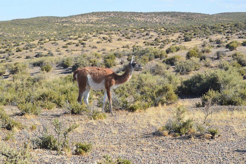 Een lama in een woestijnlandschap met schaarse begroeiing en heuvels op de achtergrond. 3