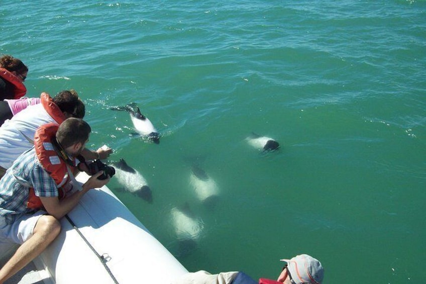 Commerson's Dolphins 3