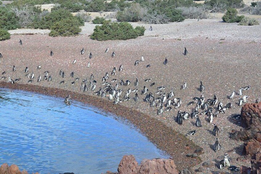 Punta Tombo Tour, the Penguin Experience 5