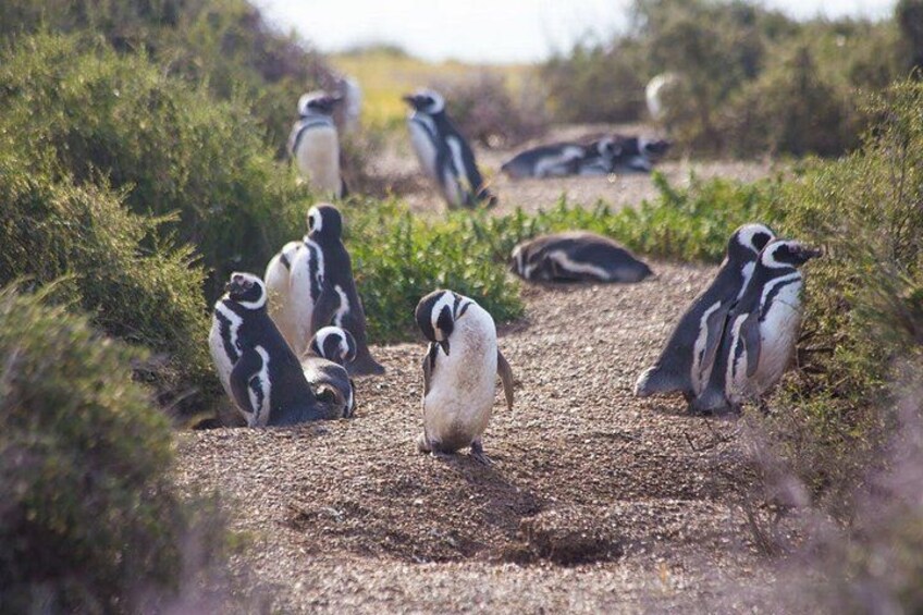 Maguellan Penguins 2