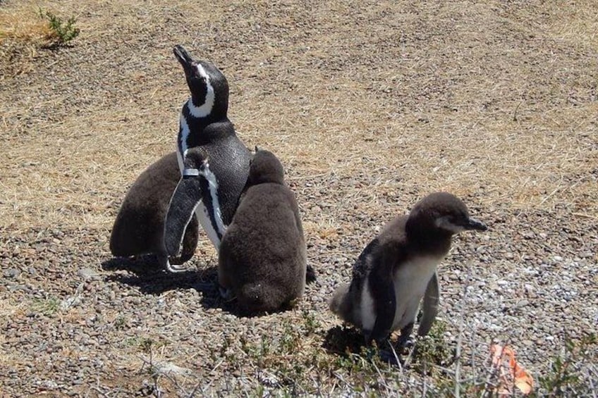 Een pinguïn met zijn jong op rotsachtig terrein. 5