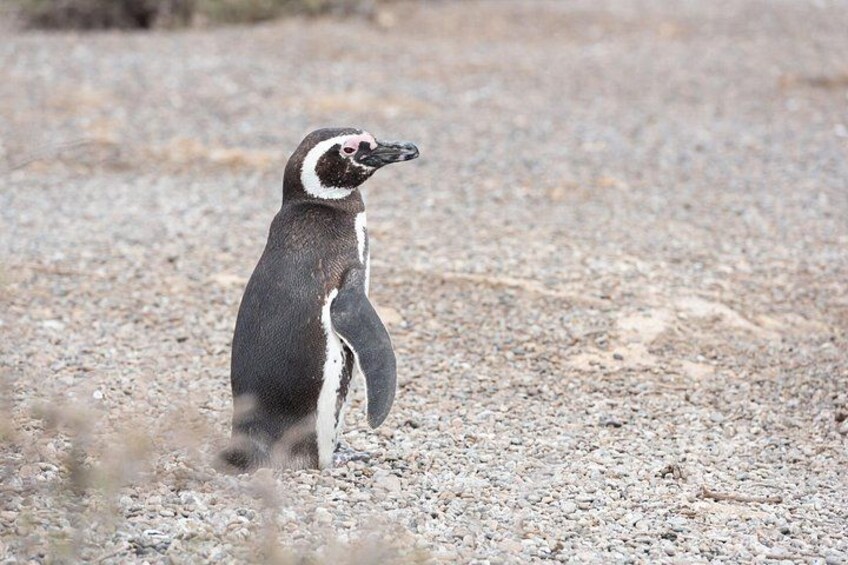 Punta Tombo Tour, the Penguin Experience 2