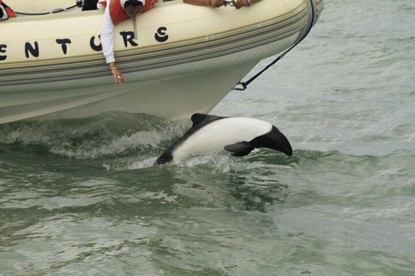 Commerson's Dolphins 2