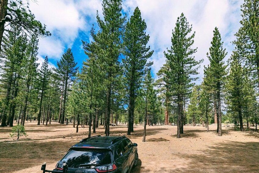 Una foresta con alti pini e un veicolo nero parcheggiato su un sentiero sterrato. 5