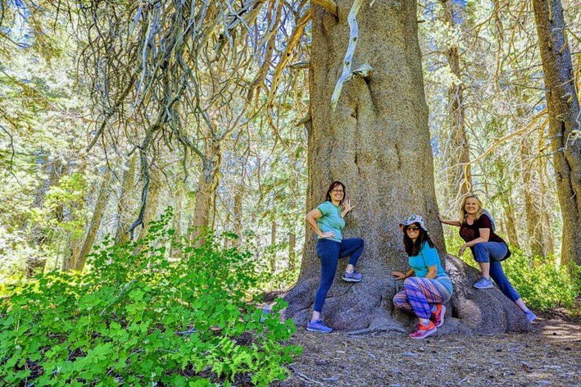 Tre persone che posano intorno a un grande albero in una foresta. 2