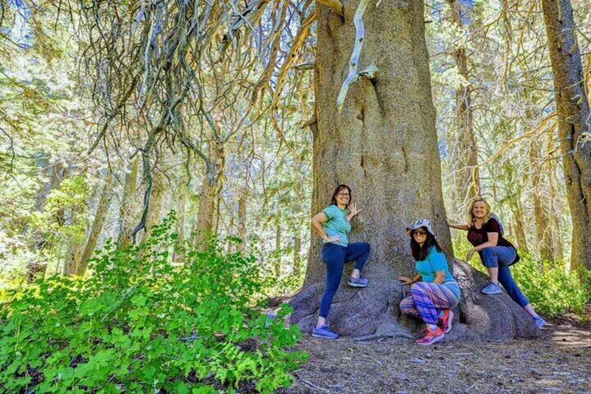 Oldest tree in Big Bear