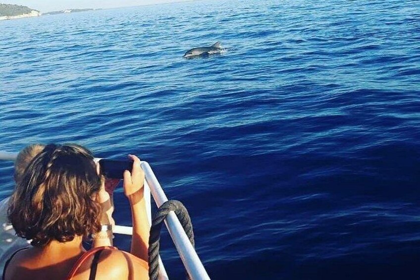 Eine Person fotografiert einen Delfin im Meer. 4